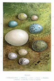 Wild Birds Eggs