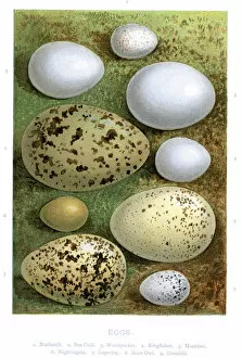 Vertebrate Gallery: Wild Birds Eggs