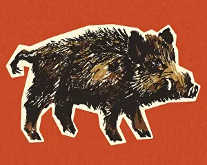 Boar Prints: Wild Boar