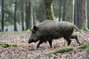 Wood Gallery: Wild boar -Sus scrofa-