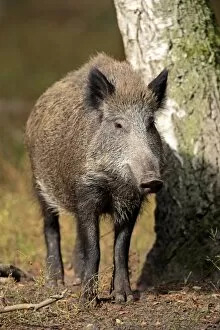 Wild Boar -Sus scrofa-, adult, Hanau, Hesse, Germany