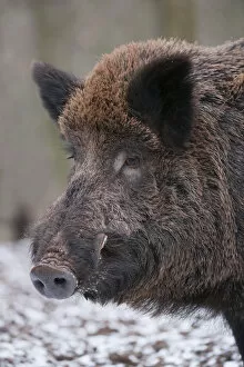 Wild Boar -Sus scrofa-, boar, captive, Bavaria, Germany