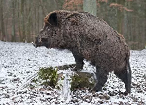 Images Dated 15th January 2013: Wild Boar -Sus scrofa-, boar with winter coat, on a tree stump, captive, Bavaria, Germany