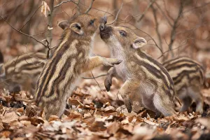 Images Dated 8th April 2013: Wild boar -Sus scrofa-, two piglets play-fighting, captive, Saxony, Germany