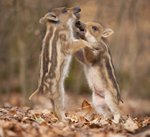 Images Dated 8th April 2013: Wild boar -Sus scrofa-, two piglets play-fighting, captive, Saxony, Germany