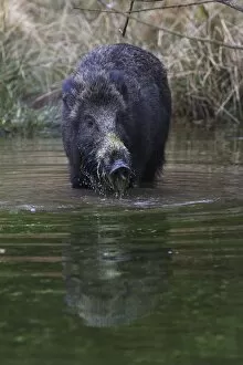 Wild Boar -Sus scrofa- standing in a pond in search of food, Naturpark Arnsberger Wald, Sauerland