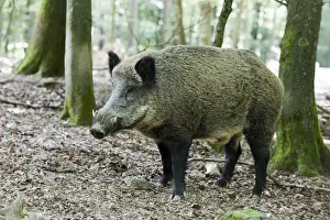 Full Body Prints: Wild boar (Sus scrofa), tusker