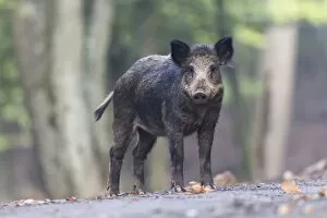 Images Dated 5th September 2014: Wild Boar -Sus scrofa-, Vulkaneifel district, Rhineland-Palatinate, Germany