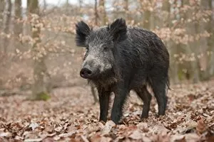 Wild Boar -Sus scrofa-, wild sow, captive, North Rhine-Westphalia, Germany