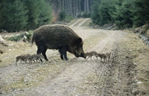 Wild Boars -Sus scrofa-, sow with 2-week old piglets on a forest path, Allgaeu, Bavaria, Germany, Europe