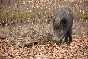 Wild Boars -Sus scrofa-, sow and piglets, captive, North Rhine-Westphalia, Germany