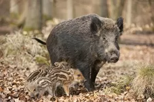 Images Dated 8th April 2013: Wild Boars -Sus scrofa-, sow and piglets, captive, North Rhine-Westphalia, Germany