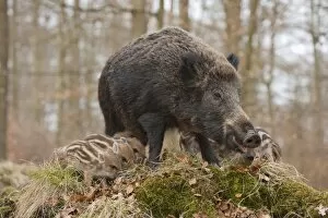 Images Dated 8th April 2013: Wild Boars -Sus scrofa-, sow and piglets, captive, North Rhine-Westphalia, Germany