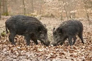 Images Dated 8th April 2013: Wild Boars -Sus scrofa-, sows, captive, North Rhine-Westphalia, Germany