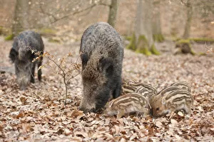 Wild Boars -Sus scrofa-, sows and piglets, captive, North Rhine-Westphalia, Germany