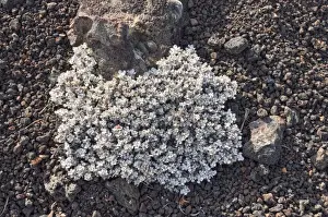 Wild Buckwheat or Cushion Buckwheat -Eriogonum ovalifolium-, Craters of the Moon National Monument, Arco, Highway 20, Idaho, USA