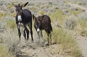 Images Dated 30th September 2017: Wild Burros (Equus africanus asinus) in desert, Butte Valley Road, Death Valley National Park