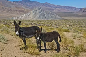 Images Dated 30th September 2017: Wild Burros (Equus africanus asinus) in desert, Butte Valley Road, Death Valley National Park