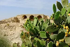 Images Dated 24th October 2012: Wild Cactuses at the Crusader church