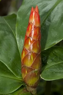 Images Dated 30th July 2014: Wild Cane -Costus scaber-