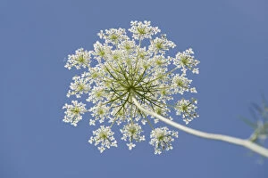 Wild carrot -Daucus carota-, umbelliferous blossom from below against a blue sky, Jena, Thuringia, Germany