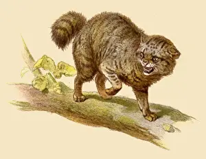 Undomesticated Cat Prints: Wild Cat feral illustration 1888