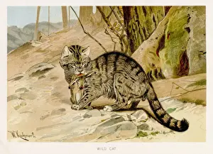 Wild cat lithograph 1894