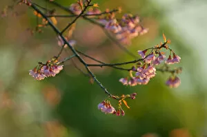 Delicate Cherry Blossoms Gallery: Wild cherry blossom at Doi Ang Khang, Chiangmai