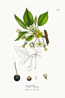 Images Dated 21st October 2017: Wild Cherry, Prunus Avium, Victorian Botanical Illustration, 1863