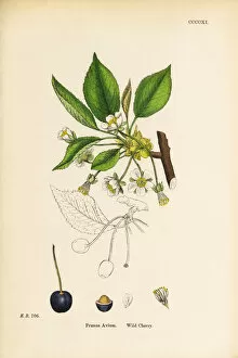 Images Dated 19th September 2017: Wild Cherry, Prunus Avium, Victorian Botanical Illustration, 1863