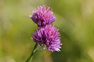Magenta Prints: Wild chives -Allium schoenoprasum ssp