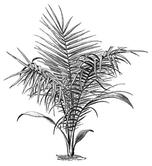The wild date palm or Senegal date palm (phoenix reclinata)