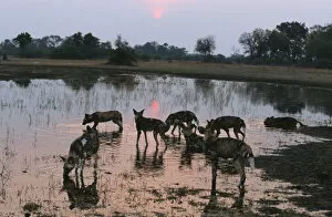Medium Group Of Animals Gallery: Wild Dog (Lycaon pictus) Pack at Waters Edge at Sunset