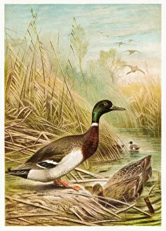 Engravings Gallery: Wild duck engraving 1892