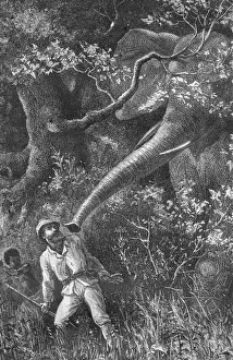Livingstone Prints: Wild Elephant