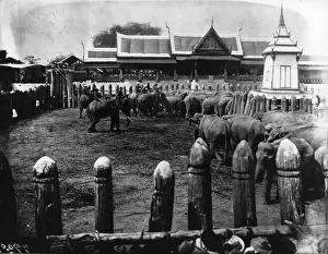 Wild Elephants