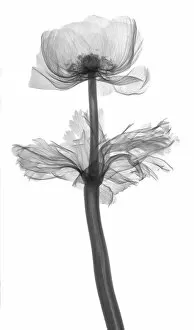 Wild flower (Anemone sp.), X-ray