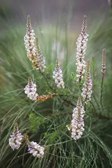 Heath Prints: Wild flower, Hebenstretia sp. semi-alpine heath zone