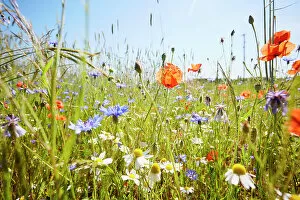 Wildflower Meadows Collection: Wild flower meadow with chamomile flowers, poppies and cornflowers against blue sky in summer
