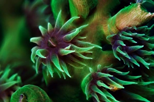Images Dated 25th May 2012: Wild flowers