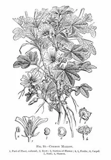 Images Dated 16th May 2015: Wild flowers engraving 1898