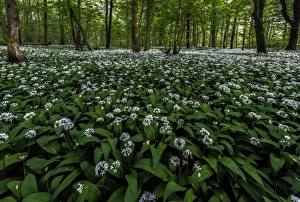 Images Dated 6th May 2014: Wild garlic or ransom s