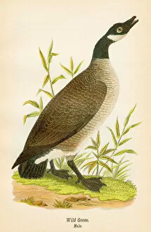 Images Dated 19th May 2017: Wild goose bird lithograph 1890