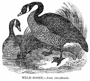 Images Dated 18th June 2015: Wild Goose engraving 1841