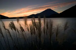 Honshu Prints: Wild grasses and Mount Fuji, Fuji-Hakone-Izu National Park, Honshu, Japan