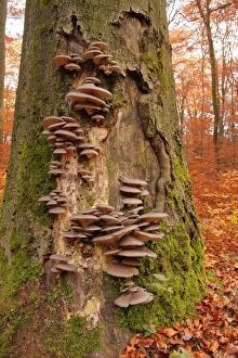 Images Dated 6th November 2011: Wild-growing Oyster mushrooms -Pleurotus ostreatus-, on a beech tree trunk -Fagus sylvatica