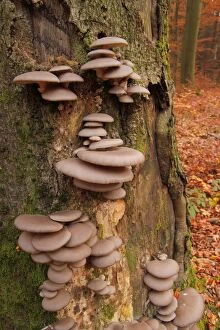 Wild-growing Oyster mushrooms -Pleurotus ostreatus-, on a beech tree trunk -Fagus sylvatica-, Taunus, Hesse, Germany