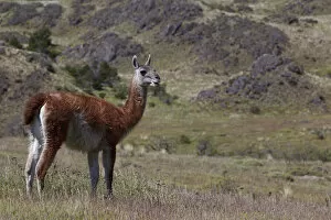 A wild guanaco -Lama guanicoe- standing on a meadow, Cochrane, Region de Aysen, Patagonia, Chile, South America