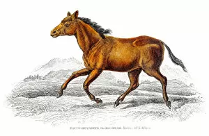 Images Dated 17th June 2015: Wild horse 1841