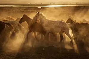 Images Dated 28th April 2017: Wild horses of Cappadocia at sunset with beautiful sands, running and guided by a cawboy